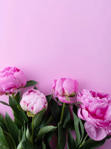Pembe arka planda şakayıklar. Uzayı kopyala Üst görünüm.