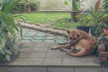 Gündüz vakti caddenin yanındaki kahverengi sokak köpeğinin klasik ton görüntüsü. .