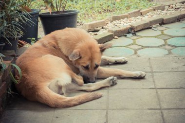 Gündüz vakti caddenin yanındaki kahverengi sokak köpeğinin klasik ton görüntüsü. .