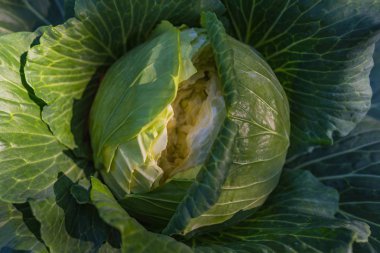 Üstten görünüm görüntü yerde büyüyen yeşil süs lahana.