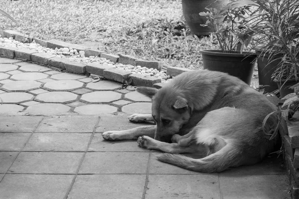 Imagen Tono Blanco Negro Perro Callejero Lado Calle Durante Día —  Fotos de Stock