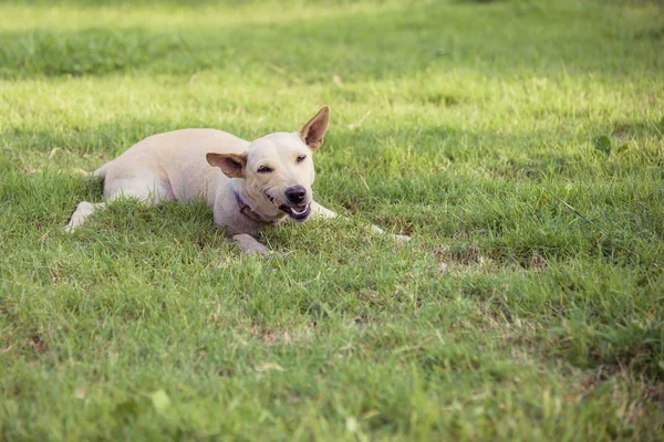 vintage tone cute dog on grass field day time.