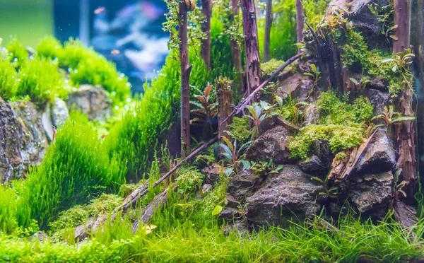 Nahaufnahme Des Aquariums Mit Einer Vielzahl Von Wasserpflanzen Und Roten — Stockfoto