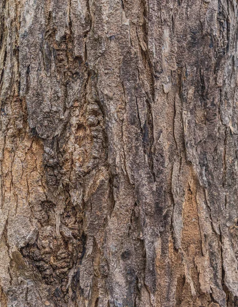 Imagen Textura Corteza Madera Para Uso Fondo — Foto de Stock