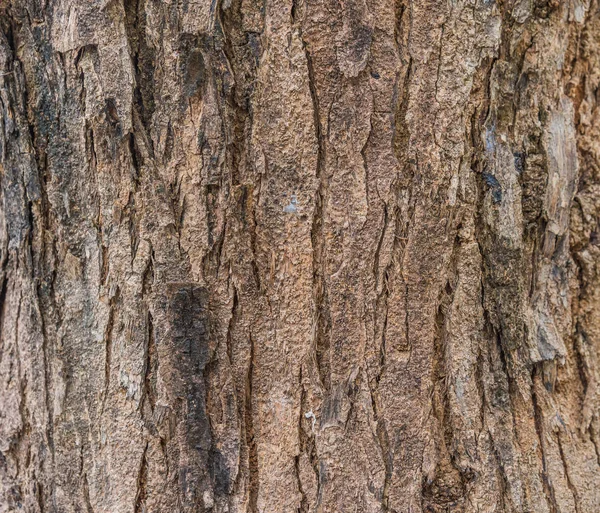 Afbeelding Van Hout Schors Textuur Voor Achtergrond Gebruik — Stockfoto