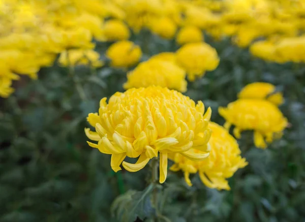 Crisantemo Amarillo Cama Flores —  Fotos de Stock