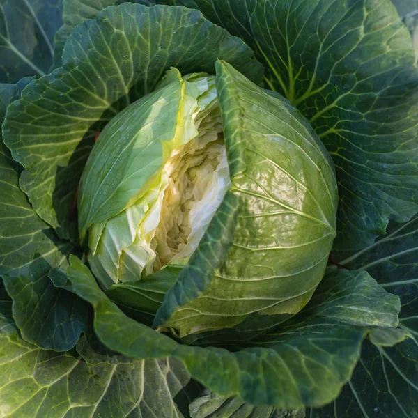 Üstten görünüm görüntü yerde büyüyen yeşil süs lahana.