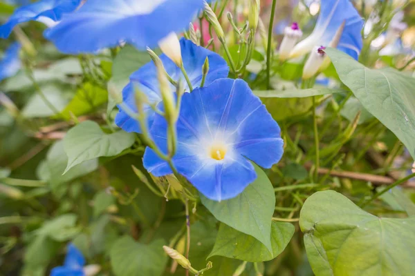 Celestial Blue Morning Glória Flor Dia Jardim Hora — Fotografia de Stock