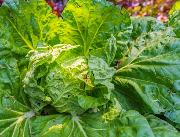 Top view image of green ornamental cabbage growing on the ground. — Stock Image Top View Image Green Ornamental Cabbage Growing Ground Royalty Free Stock Photos