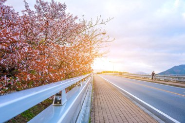 sakura ağaçlar ohashi kawaguchiko Köprüsü'nün yan yolda görüntüsünü.