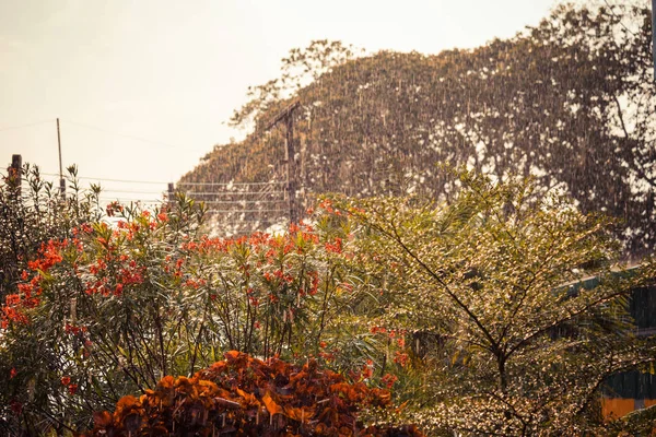 Vintage Ton Bild Von Baum Und Blume Bei Regen Abend — Stockfoto