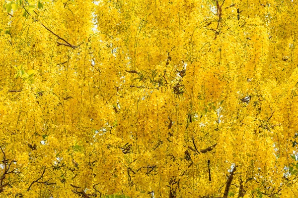 Imagem Árvores Flores Douradas Chuveiro Fístula Cássia Para Uso Segundo — Fotografia de Stock