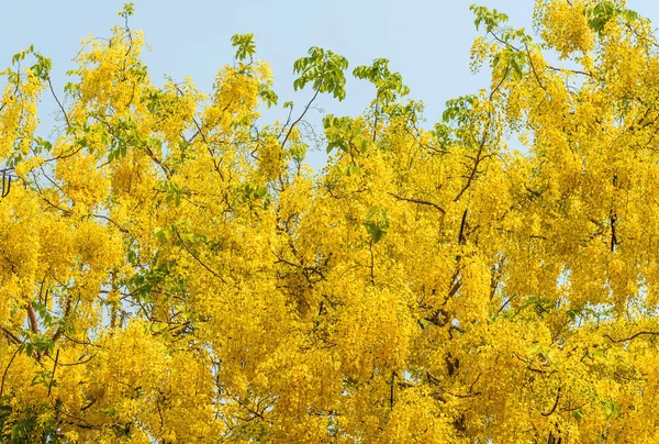 Imagem Árvores Flores Douradas Chuveiro Fístula Cássia Para Uso Segundo — Fotografia de Stock