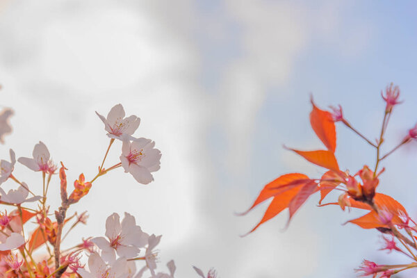 image of pink sakura flower (cherry blossom) in Japan on day time.