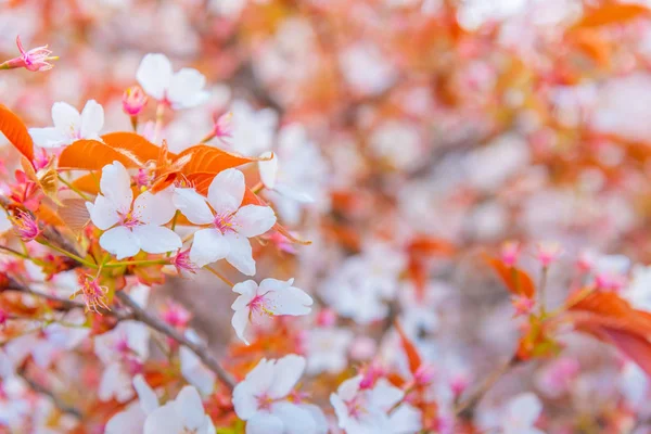 Japonya Gündüz Vakti Pembe Sakura Çiçeğinin Kiraz Çiçeği Görüntüsü — Stok fotoğraf
