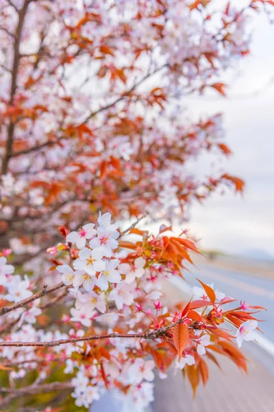 Bild Rosa Sakura Blomma Körsbärsblomma Japan Dagtid — Stockfoto
