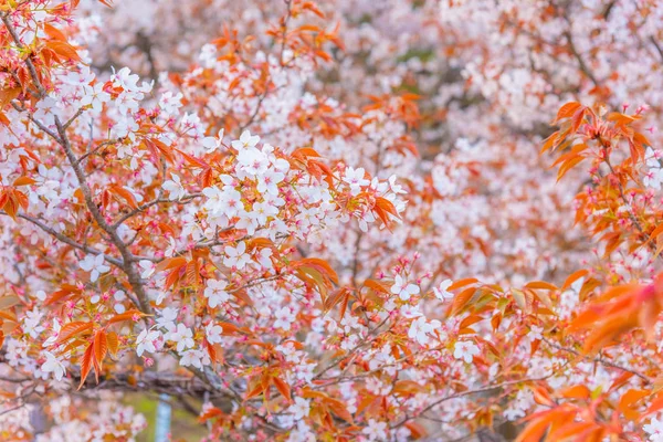 Beeld Van Roze Sakura Bloem Kersenbloesem Japan Dag Tijd — Stockfoto