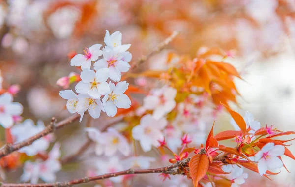 Japonya Gündüz Vakti Pembe Sakura Çiçeğinin Kiraz Çiçeği Görüntüsü — Stok fotoğraf