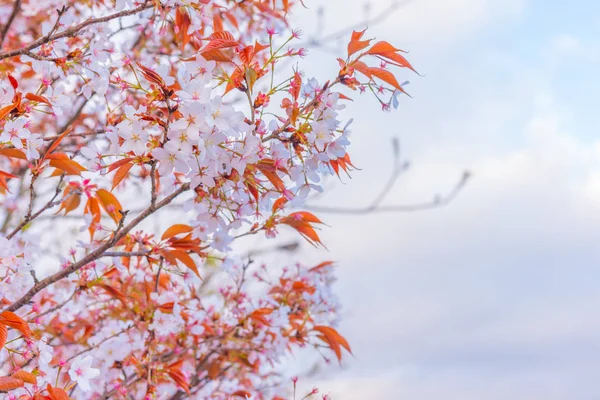 Japonya Gündüz Vakti Pembe Sakura Çiçeğinin Kiraz Çiçeği Görüntüsü — Stok fotoğraf