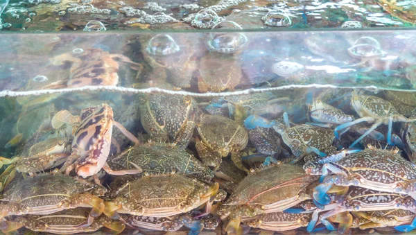 Görüntü Canlı Mavi Yengeç Cam Tank Içinde Deniz Ürünleri Piyasadan — Stok fotoğraf