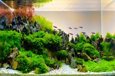 Image of landscape nature style aquarium tank. clipart