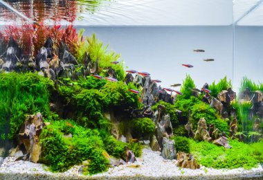 Image of landscape nature style aquarium tank. clipart