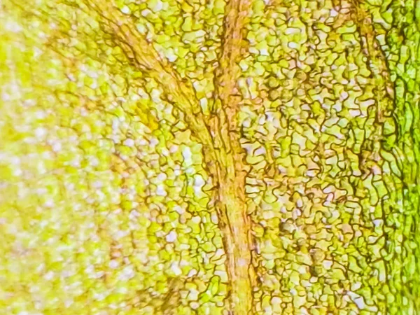 模糊显微镜下观察植物细胞. — 图库照片
