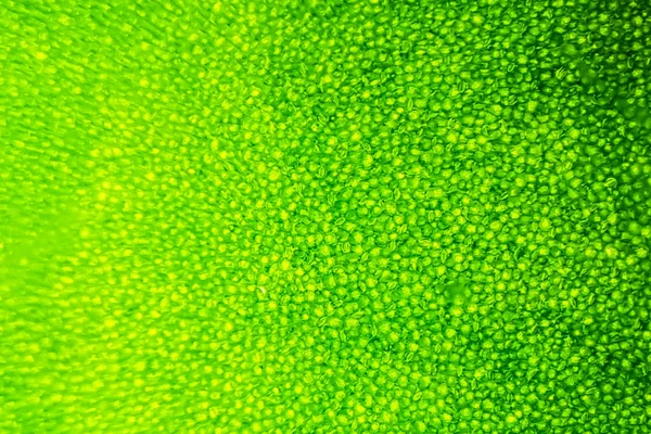 Células vegetales desenfocadas bajo microscopio . — Foto de Stock