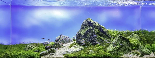 Tanque de acuario estilo naturaleza con plantas acuáticas —  Fotos de Stock