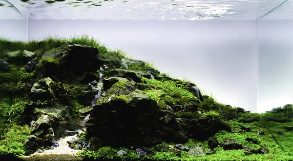 nature style aquarium tank with aquatic plants