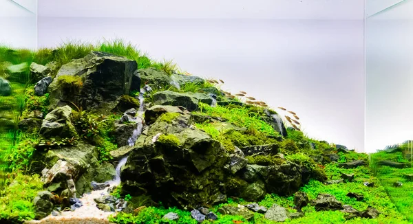 Afbeelding van natuur stijl aquarium tank. — Stockfoto