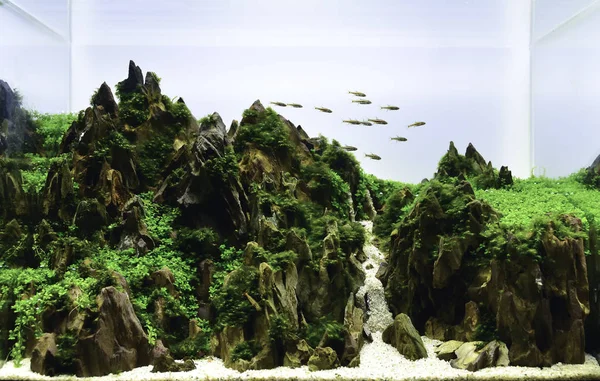 su bitkileri ile doğa tarzı akvaryum tankı