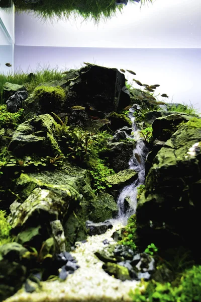 Aquarium im Nature-Stil mit Wasserpflanzen — Stockfoto