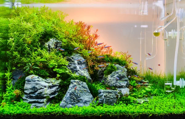 Bild av landskaps natur stil akvarium tank. — Stockfoto