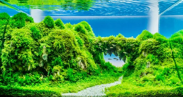 Tanque de aquário estilo natureza com pedra dragão  . — Fotografia de Stock