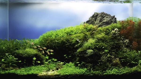 Natur stil akvarium tank med vattenväxter Royaltyfria Stockfoton