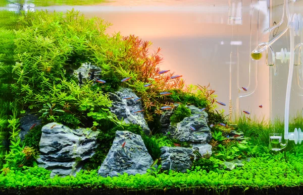 Bild av landskaps natur stil akvarium tank. Stockfoto