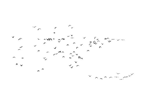 Group of flying duck teal isolated on white background. — Stock Image Group of flying duck teal isolated on white background. Royalty Free Stock Images