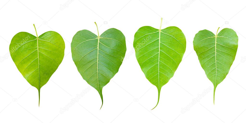 image of young leaf of Bodhi Tree isolated on white background.