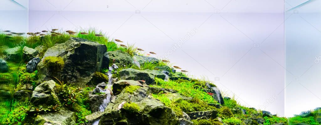   image of nature style aquarium tank.