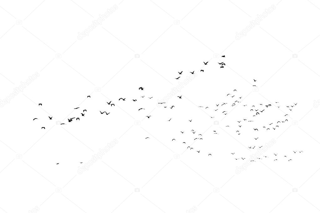 Group of flying duck teal isolated on white background.