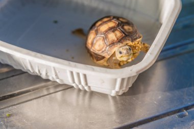 plastik tank sulcata Kaplumbağa görüntü.