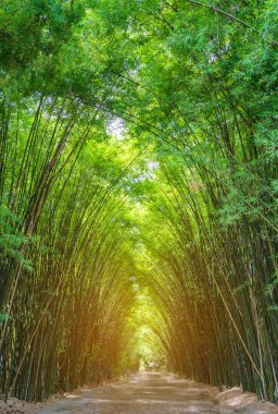 Sabah güneş ışığı ile Bambu Grove orman.