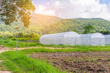 yeşil dağ yakınındaki akıllı çiftlikte çadır.