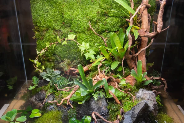 cam konteyner kaya ve driftwood ile bahçe.