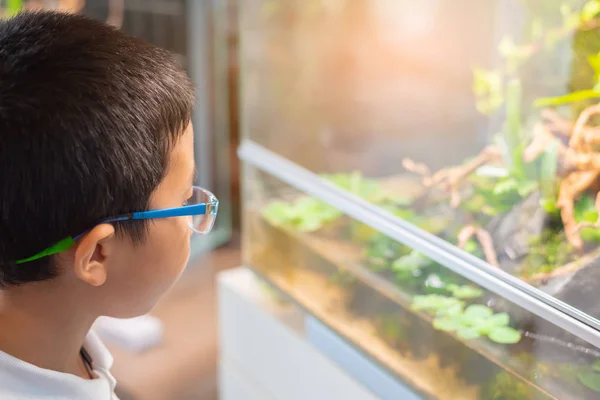 Fiatal ázsiai fiú nézd akvárium tank. — Stock Fotó