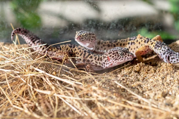 Imagen de lagarto geco leopardo (Eublepharis macularius) . — Foto de Stock