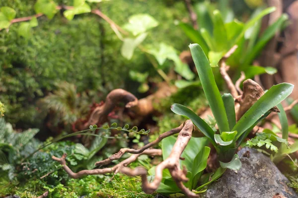 Terrario estilo pequeño jardín con roca y madera a la deriva . —  Fotos de Stock