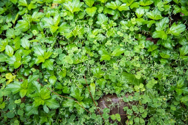 草畑と雑草の畑. — ストック写真