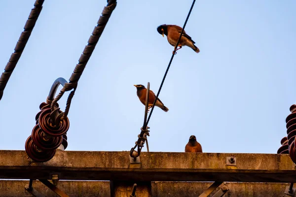 Mynas aves pegar no pólo elétrico dia tempo . — Fotografia de Stock